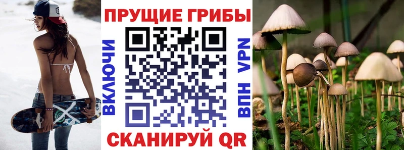 цена Лыткарино блэк спрут ТОР Галлюциногенные грибы Magic Shrooms